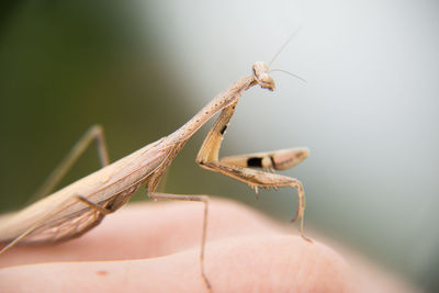 Close-up of insect on hand