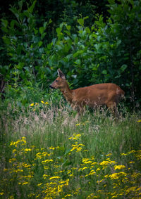 Side view of an animal on field