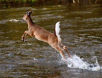 Side view of horse jumping in water