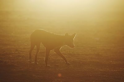 Horse standing in a field