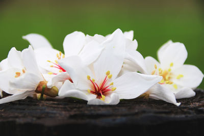 Close-up of fresh white frangipani flowers
