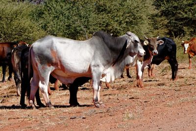 Cows on field