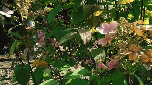 Flowers blooming outdoors