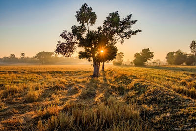 Trees growing on field against sky during sunset