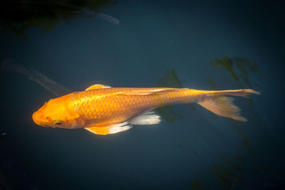 Close-up of fish swimming in sea