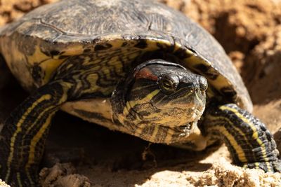 Close-up of turtle spawning 