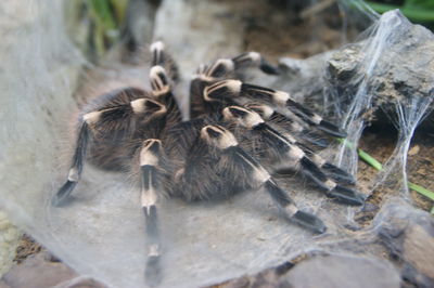 Close-up of spider