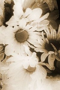 Close-up of white flowers