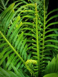 Close-up of green plant