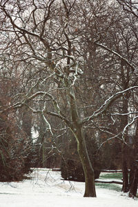 Bare trees on snow covered landscape