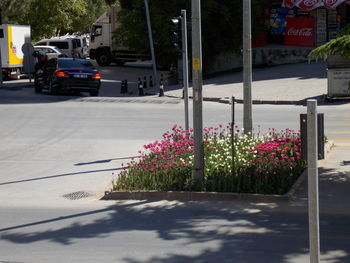 View of flowering plants on sidewalk by road in city