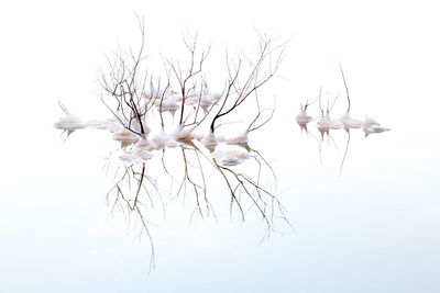 Close-up of plant against white background