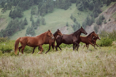 Horses on a field in the mountains
