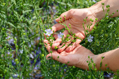 Cropped hand of person holding plant