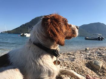 View of dog at sea shore against clear sky