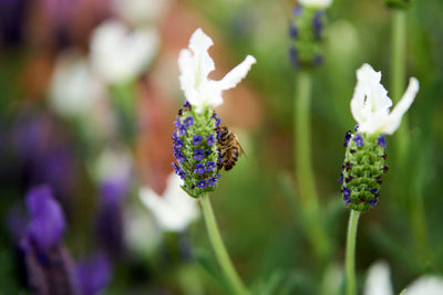 Bees pollinating in spring