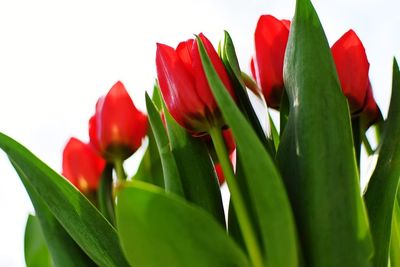 Close-up of red tulips