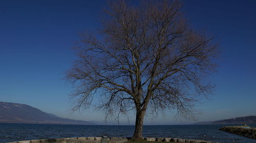 Bare tree by sea against clear blue sky