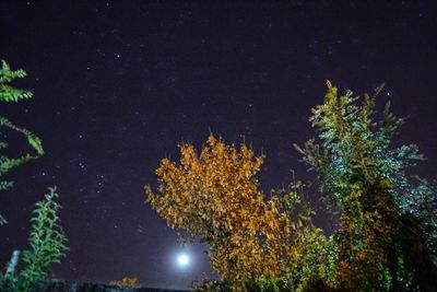 Low angle view of trees at night