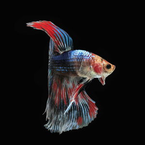 Close-up of fish swimming against black background