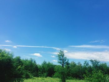 Trees growing in forest against blue sky