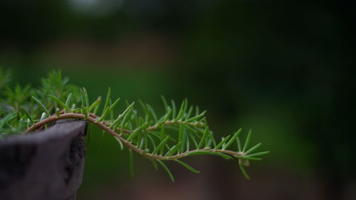 Close-up of plant