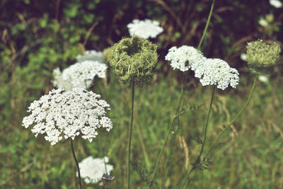 Close-up of white flowering plant on field