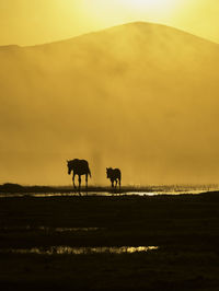 Silhouette horses in the sunset