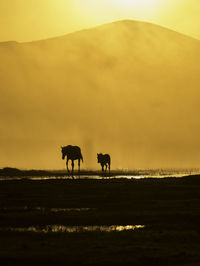 Silhouette horses against sky during sunset