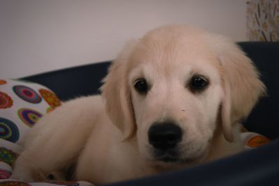 Close-up portrait of dog relaxing at home