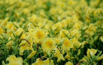 Close-up of yellow flowering plants on field