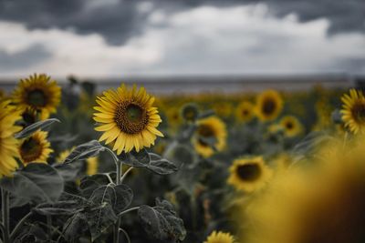 Close-up of sunflower on field