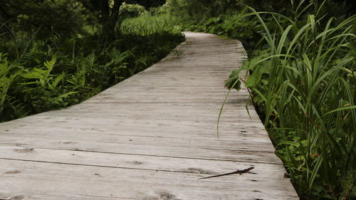 Boardwalk amidst plants in park