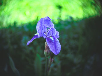 Close-up of purple flowering plant