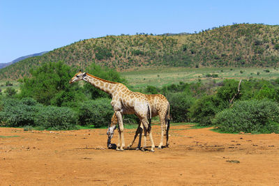 Two giraffes at african bush