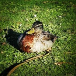 High angle view of bird perching on grass