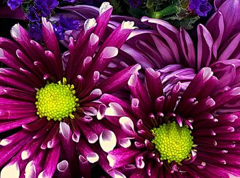 Close-up of purple flowers blooming outdoors