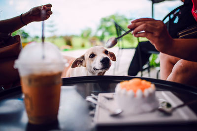 Close-up of hand holding dog