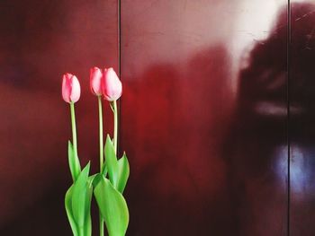 Close-up of red flowers