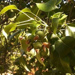 Close-up of leaves