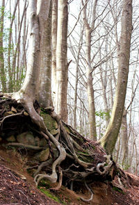 Trees in forest