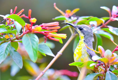 Close-up of bird on plant