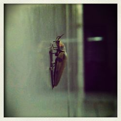 Close-up of insect on wall