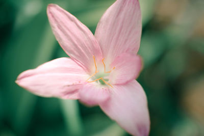 Close-up of pink flower