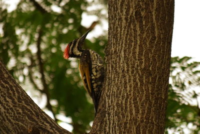 Close-up of a bird on tree trunk