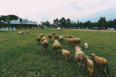 Sheep grazing in field