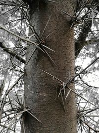Low angle view of tree against sky