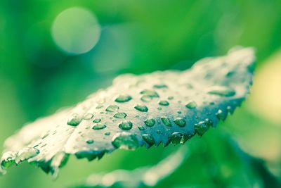 Close-up of leaf