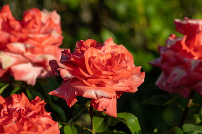 Close-up of red rose