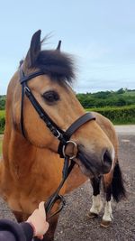 Close-up of brown horse